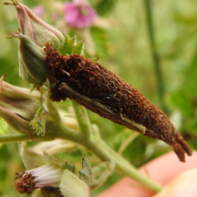 Trigonocyttara clandestina (Less-stick Case Moth) at Tuggeranong, ACT - 24 Nov 2023 by HelenCross