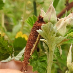 Trigonocyttara clandestina at Lions Youth Haven - Westwood Farm A.C.T. - 25 Nov 2023 09:46 AM