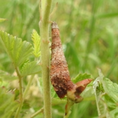 Trigonocyttara clandestina at Lions Youth Haven - Westwood Farm A.C.T. - 25 Nov 2023 09:46 AM