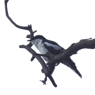 Lalage tricolor (White-winged Triller) at Tuggeranong, ACT - 25 Nov 2023 by HelenCross