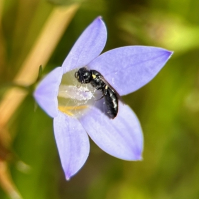 Hylaeus (Planihylaeus) quadriceps (Hylaeine colletid bee) at Aranda, ACT - 25 Nov 2023 by KMcCue