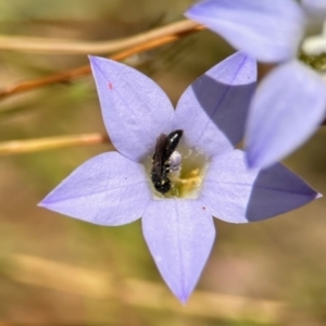 Hylaeus (Planihylaeus) quadriceps at GG182 - 25 Nov 2023