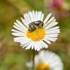 Lasioglossum (Chilalictus) sp. (genus & subgenus) (Halictid bee) at Aranda, ACT - 25 Nov 2023 by KMcCue