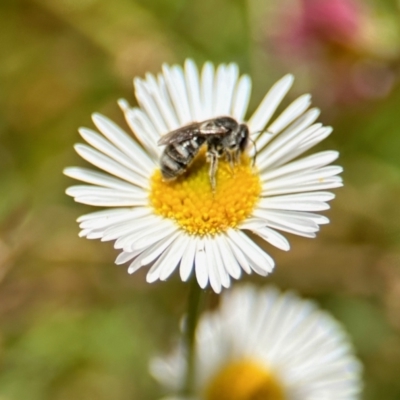 Lasioglossum (Chilalictus) sp. (genus & subgenus) (Halictid bee) at Aranda, ACT - 25 Nov 2023 by KMcCue