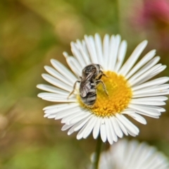 Lasioglossum (Chilalictus) sp. (genus & subgenus) at GG182 - 25 Nov 2023