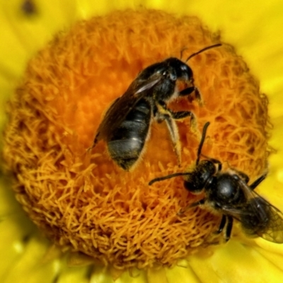 Lasioglossum (Chilalictus) lanarium (Halictid bee) at Aranda, ACT - 25 Nov 2023 by KMcCue