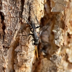 Fabriogenia sp. (genus) (Spider wasp) at Aranda, ACT - 25 Nov 2023 by KMcCue