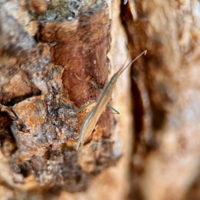 Mutusca brevicornis (A broad-headed bug) at Aranda, ACT - 25 Nov 2023 by KMcCue