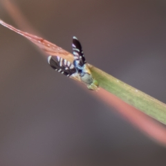 Spathulina acroleuca (A seed fly) at Higgins, ACT - 25 Nov 2023 by Untidy