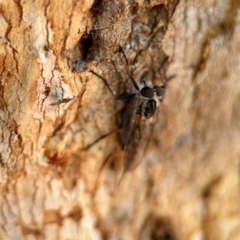 Unidentified Robber fly (Asilidae) at Aranda, ACT - 25 Nov 2023 by KMcCue