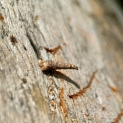 Conoeca guildingi (A case moth) at Aranda, ACT - 25 Nov 2023 by KMcCue