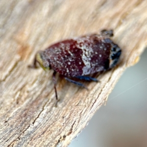 Platybrachys decemmacula at Aranda, ACT - 25 Nov 2023