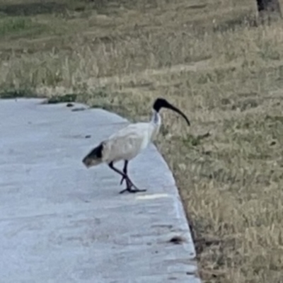 Threskiornis molucca (Australian White Ibis) at Ngunnawal, ACT - 25 Nov 2023 by Hejor1