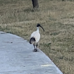 Threskiornis molucca at Ngunnawal, ACT - 25 Nov 2023 02:58 PM