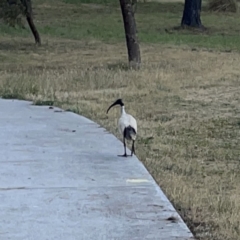 Threskiornis molucca at Ngunnawal, ACT - 25 Nov 2023