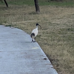 Threskiornis molucca at Ngunnawal, ACT - 25 Nov 2023