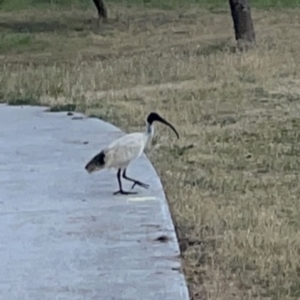 Threskiornis molucca at Ngunnawal, ACT - 25 Nov 2023 02:58 PM