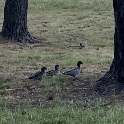 Chenonetta jubata (Australian Wood Duck) at Ngunnawal, ACT - 25 Nov 2023 by Hejor1