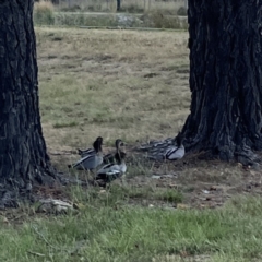 Chenonetta jubata at Ngunnawal, ACT - 25 Nov 2023 02:59 PM