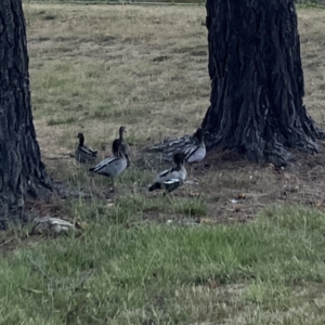 Chenonetta jubata at Ngunnawal, ACT - 25 Nov 2023 02:59 PM