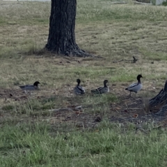 Chenonetta jubata at Ngunnawal, ACT - 25 Nov 2023 02:59 PM