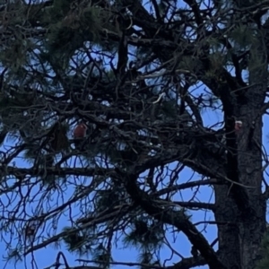 Eolophus roseicapilla at Ngunnawal, ACT - 25 Nov 2023