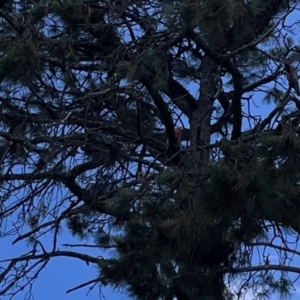 Eolophus roseicapilla at Ngunnawal, ACT - 25 Nov 2023