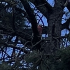 Eolophus roseicapilla at Ngunnawal, ACT - 25 Nov 2023