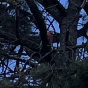 Eolophus roseicapilla at Ngunnawal, ACT - 25 Nov 2023