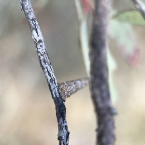 Conoeca guildingi at Ngunnawal, ACT - 25 Nov 2023