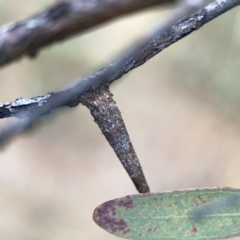 Conoeca guildingi at Ngunnawal, ACT - 25 Nov 2023