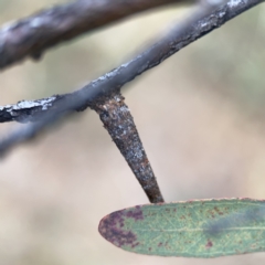 Conoeca guildingi at Ngunnawal, ACT - 25 Nov 2023