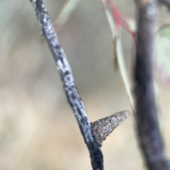 Conoeca guildingi at Ngunnawal, ACT - 25 Nov 2023