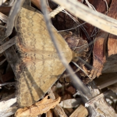 Scopula rubraria (Reddish Wave, Plantain Moth) at Casey, ACT - 25 Nov 2023 by Hejor1