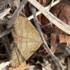 Scopula rubraria at Casey, ACT - 25 Nov 2023 03:02 PM