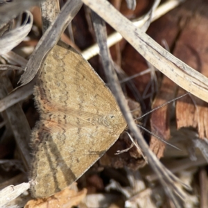 Scopula rubraria at Casey, ACT - 25 Nov 2023