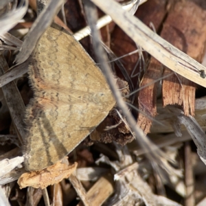 Scopula rubraria at Casey, ACT - 25 Nov 2023 03:02 PM