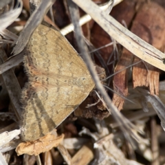 Scopula rubraria at Casey, ACT - 25 Nov 2023