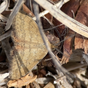 Scopula rubraria at Casey, ACT - 25 Nov 2023