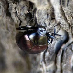 Chalcopteroides spectabilis (Rainbow darkling beetle) at Ngunnawal, ACT - 25 Nov 2023 by Hejor1