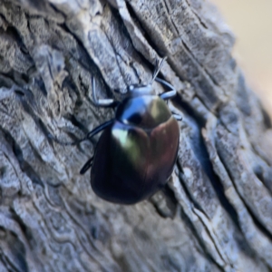 Chalcopteroides columbinus at Ngunnawal, ACT - 25 Nov 2023