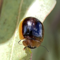 Paropsisterna cloelia (Eucalyptus variegated beetle) at Casey, ACT - 25 Nov 2023 by Hejor1