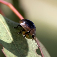 Paropsisterna cloelia at Ngunnawal, ACT - 25 Nov 2023 03:06 PM