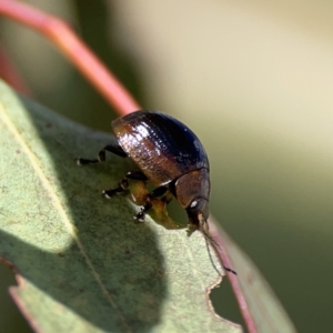 Paropsisterna cloelia at Ngunnawal, ACT - 25 Nov 2023