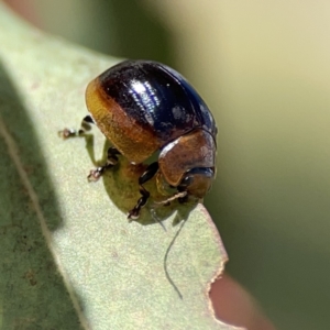 Paropsisterna cloelia at Ngunnawal, ACT - 25 Nov 2023