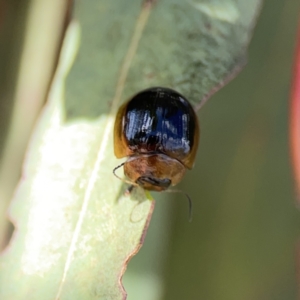 Paropsisterna cloelia at Ngunnawal, ACT - 25 Nov 2023 03:06 PM