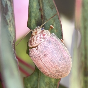 Paropsis atomaria at Casey, ACT - 25 Nov 2023