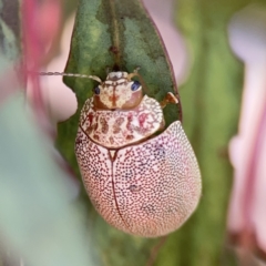 Paropsis atomaria at Casey, ACT - 25 Nov 2023