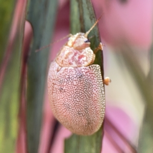 Paropsis atomaria at Casey, ACT - 25 Nov 2023