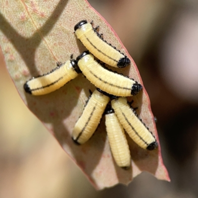 Paropsisterna cloelia (Eucalyptus variegated beetle) at Ngunnawal, ACT - 25 Nov 2023 by Hejor1